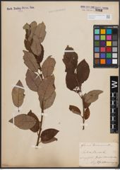 Foto von Salix caprea L.